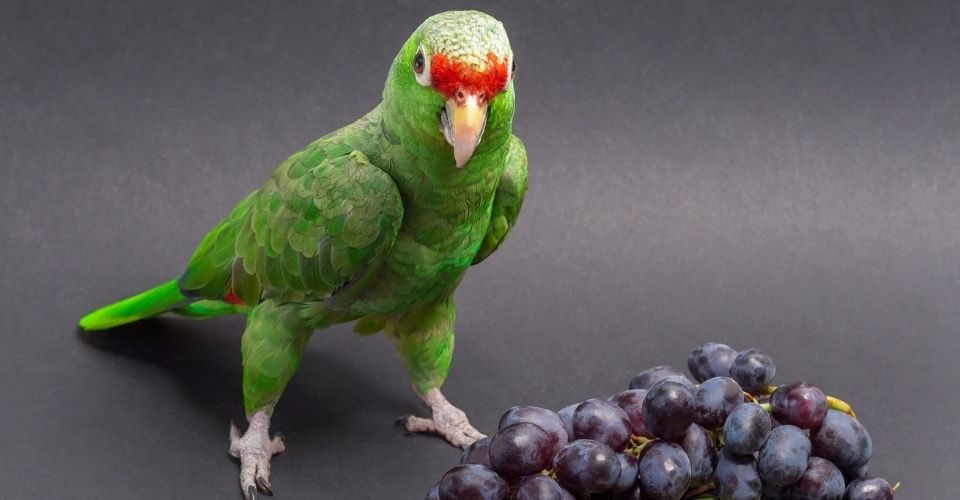 Can Parakeets Eat Grapes