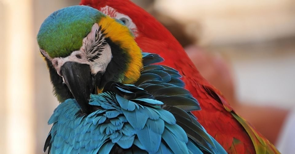 can-parakeets-eat-watermelon