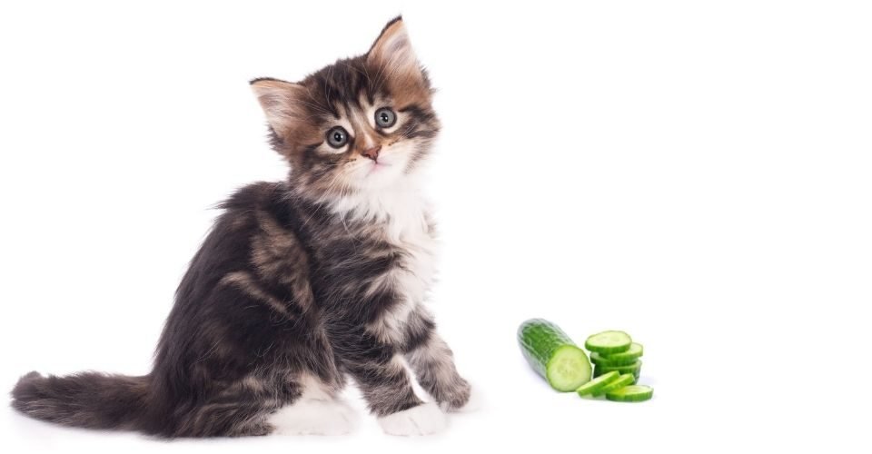 cats eat cucumber