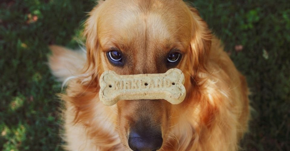 Can dogs eat biscuits