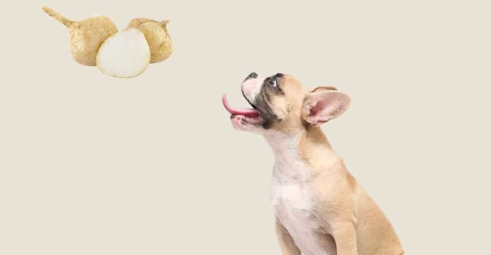 Can dogs eat jicama