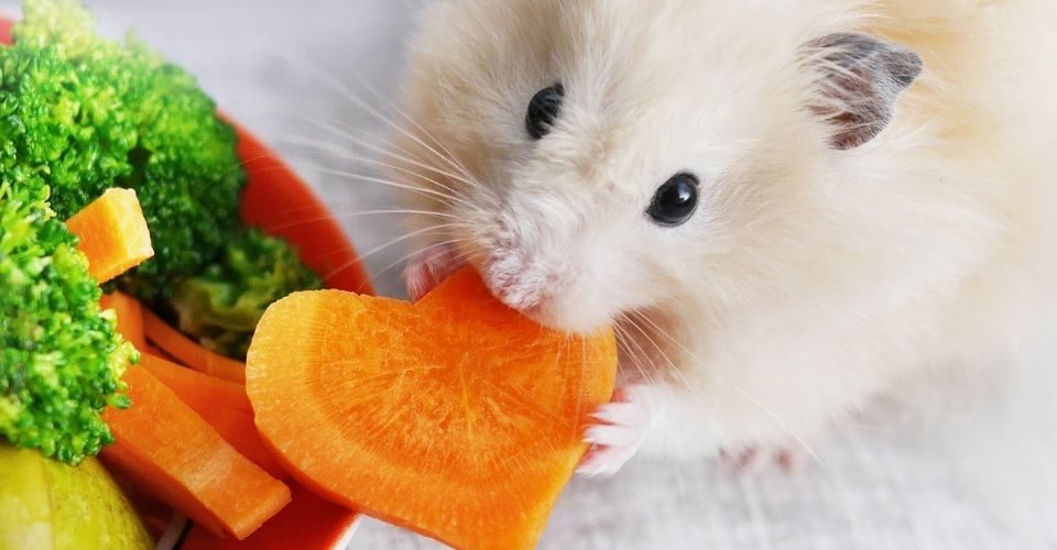 Can hamsters eat carrots-keeping-pet