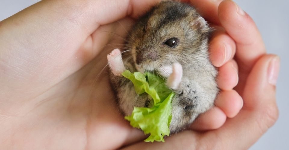 Can hamsters eat lettuce