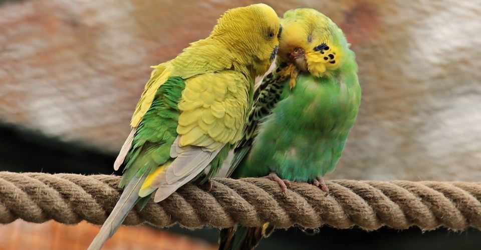 Can parakeets survive in the wild