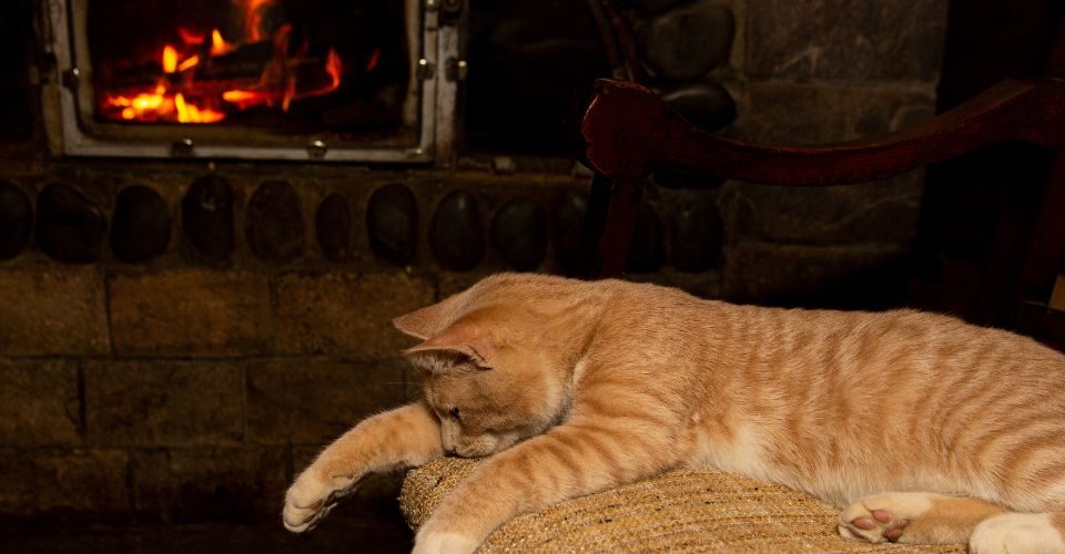 An orange tabby cat is sleeping near a fireplace on a sofa