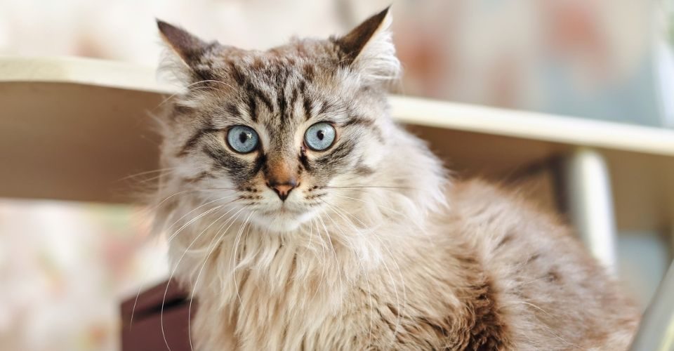 Cat breeds that don’t shed
