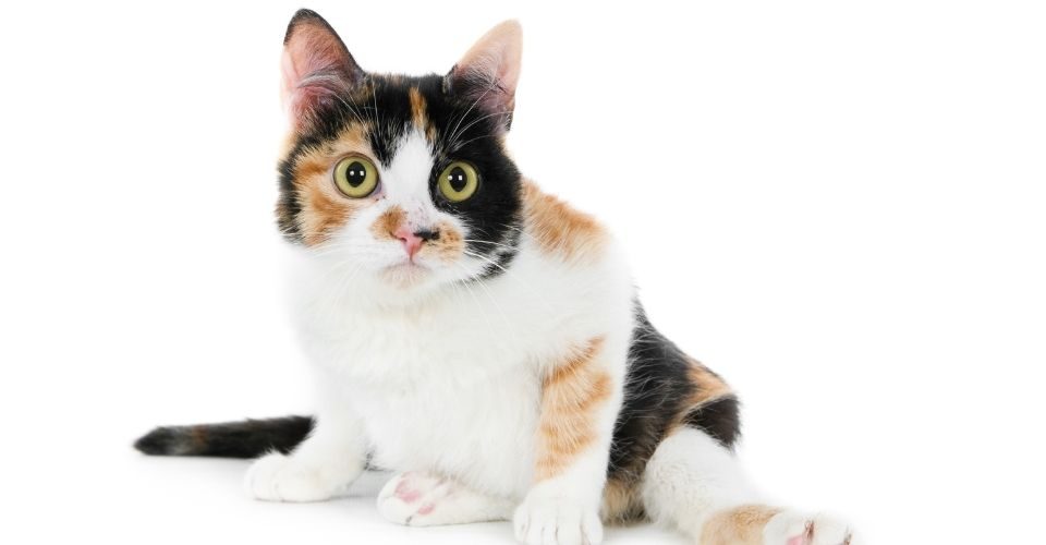 Cat breeds with big eyes