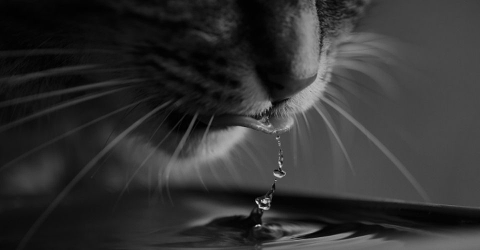 Cat splashes water out of the bowl