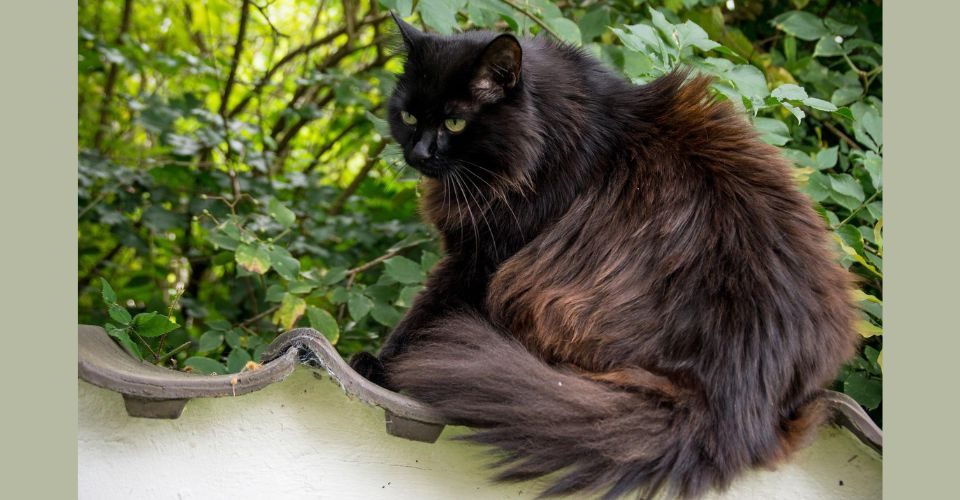 Brown fluffy tailed cat