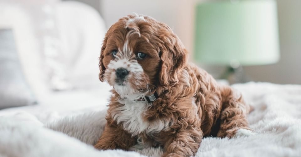 Cavoodle puppies