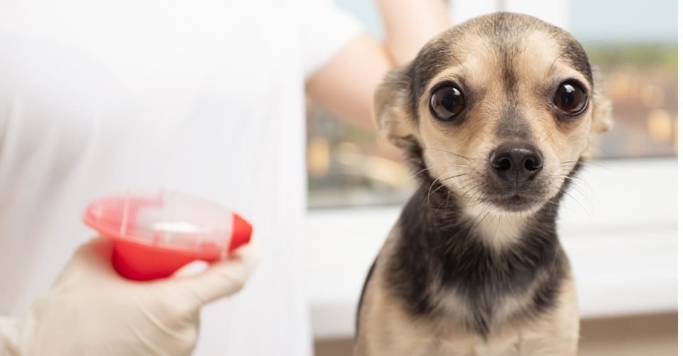 chlorhexidine dog paws