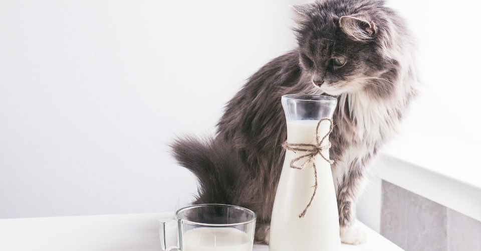 Cute Grey Kitten observes a bottle of Milk on Top of a White Table