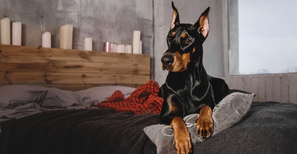 Do Dobermans Shed? All You Need to Know