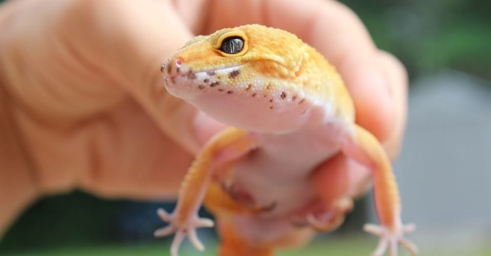 Do Leopard geckos like to be held