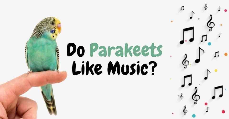 Do Parakeets like Music