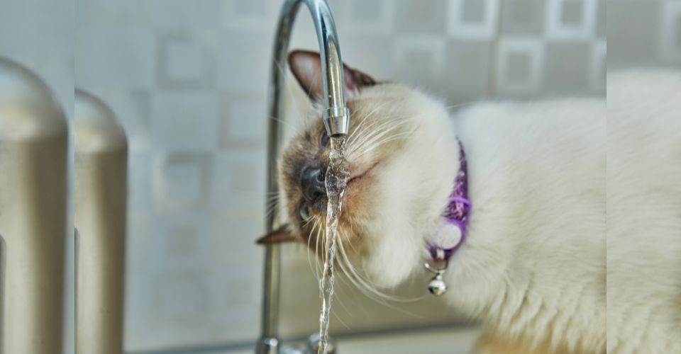 Do Siamese cats like water