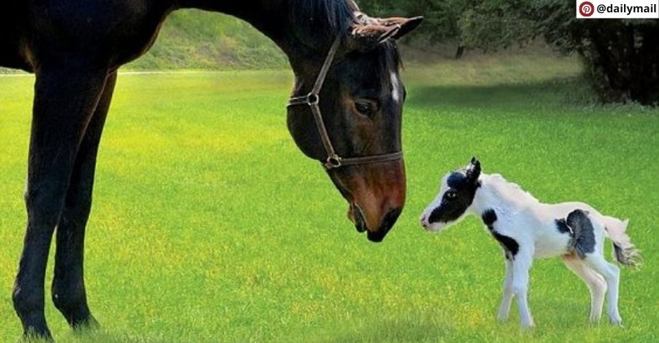TINY TEXIE: The World's Smallest Horse Taking the Equine World by Storm