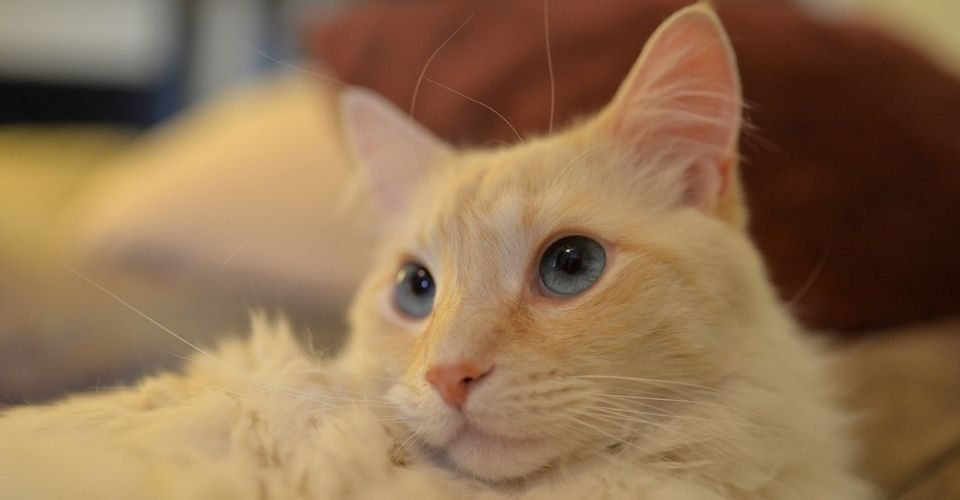 Flame Point Siamese Interesting Facts About The Rare Cat Flame Point Siamese Interesting Facts About The Rare Cat