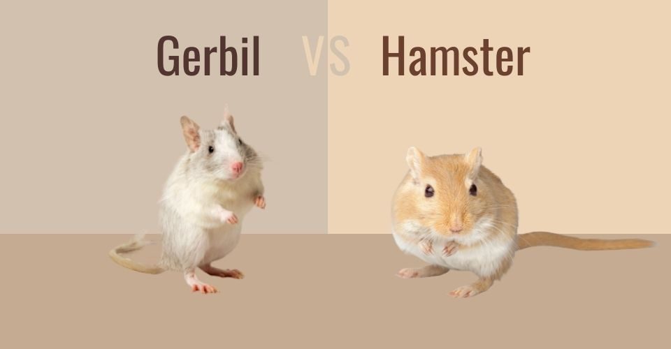 Gerbil vs hamster