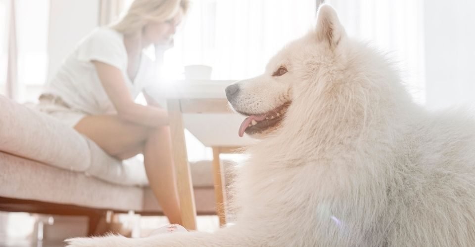 hypoallergenic large breeds