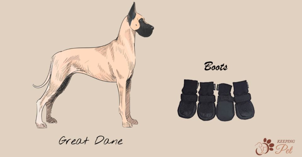Best great Dane boots for summer
