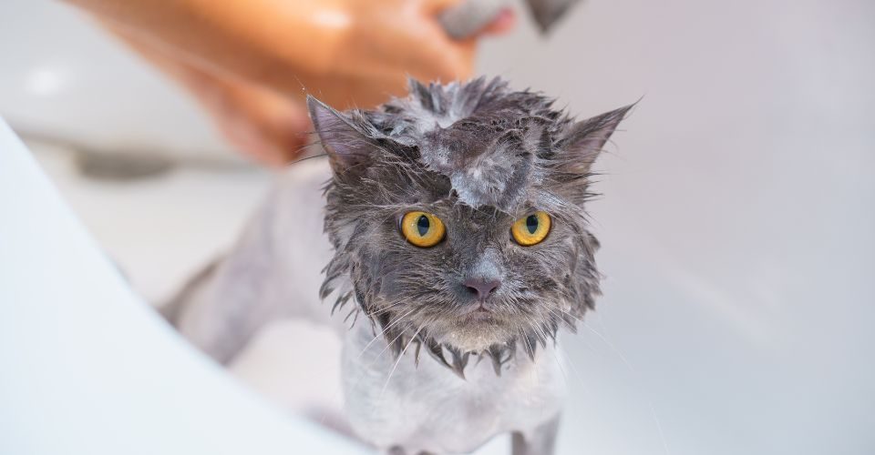 Grey Cat Covered in Soap Lather Looks On at the Camera From a Bathtub