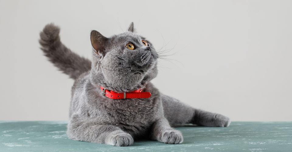 Grey cat wearing red collar lying and looking up