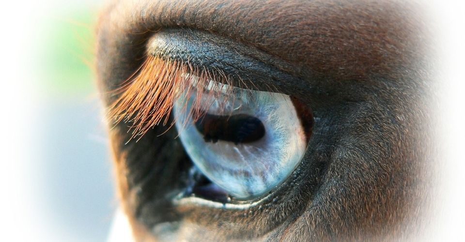 Horses with Blue Eyes