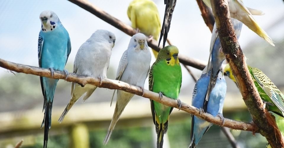 How Long Do Parakeets Live How Long Do Parakeets Live