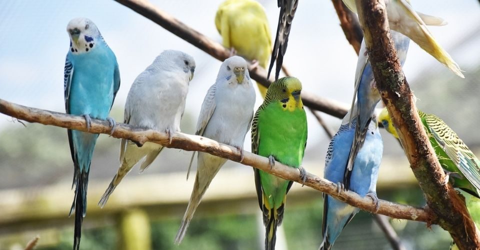 How Long do Parakeets Live