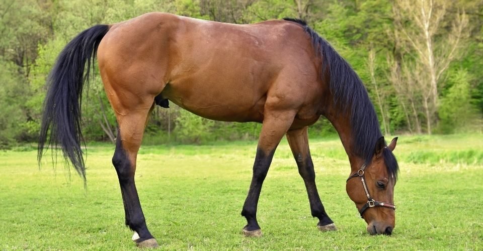 Better Horse Care How Much Do Horses Weigh?