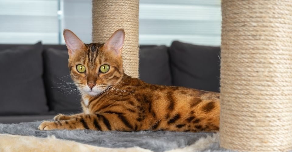 keeping cat off couch