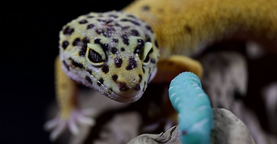How big do Leopard geckos get