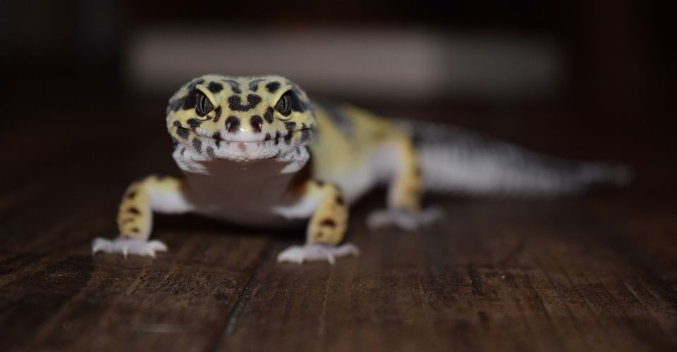 How long can Leopard geckos go without food
