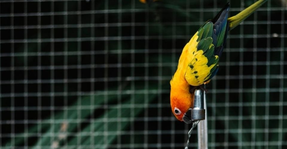 How long can parakeets go without water