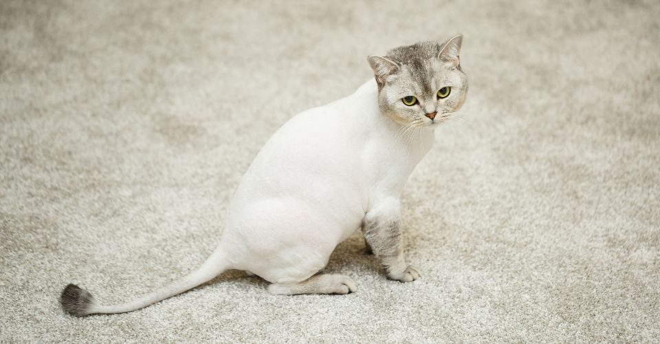 How long does cat hair take to grow back