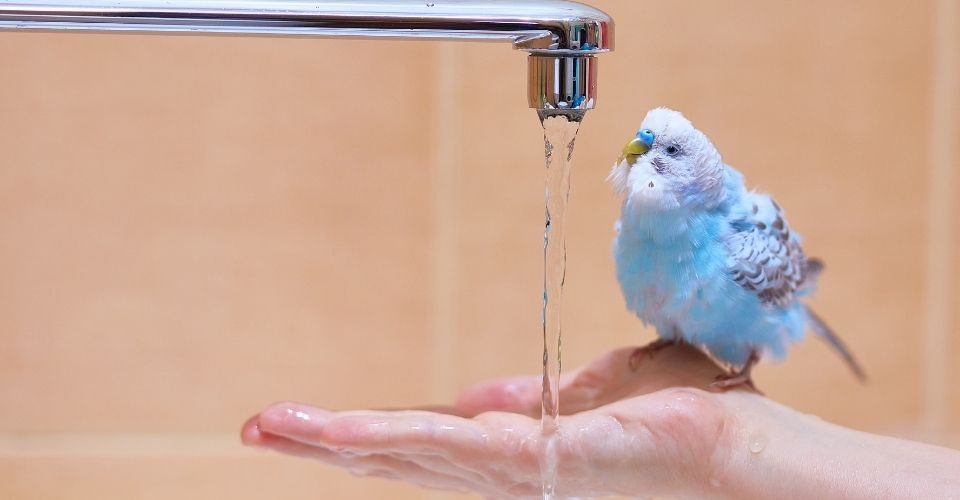 How to bathe a parakeet