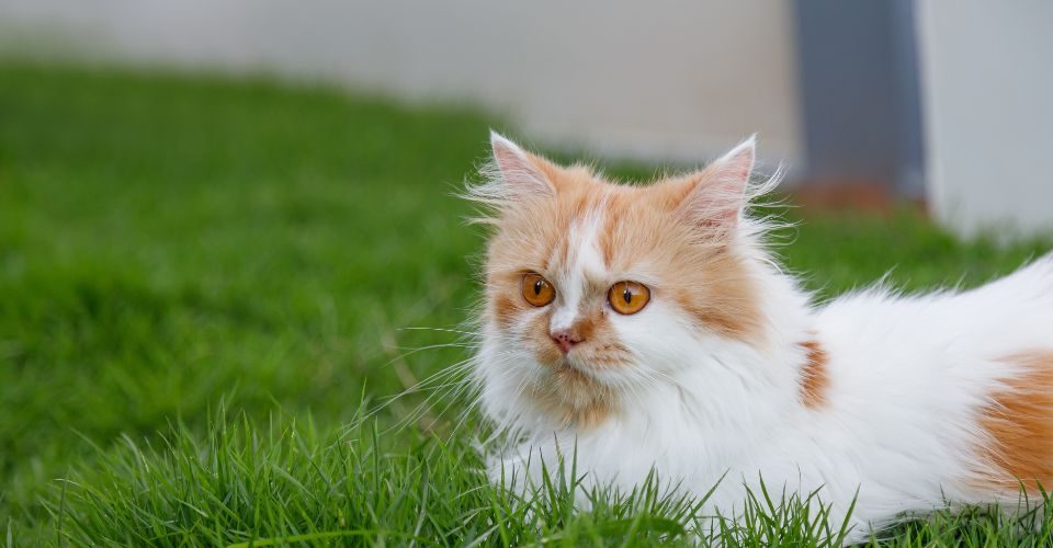 A vute Persian cat is sitting on a green grass field, and looking something