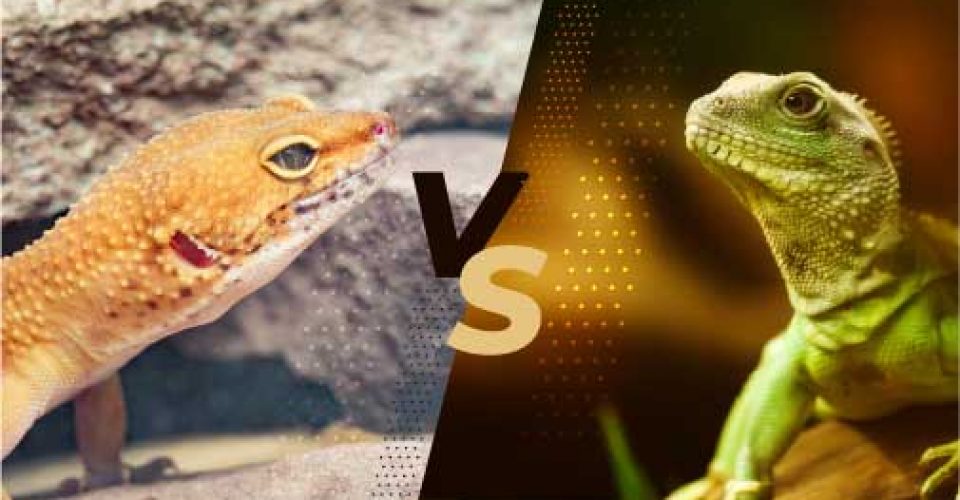 Gecko vs. Lizard
