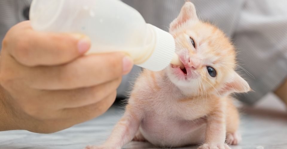 bottle kitten feeding chart