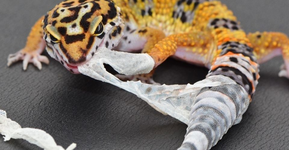 Leoaprd gecko pulling its shed skin