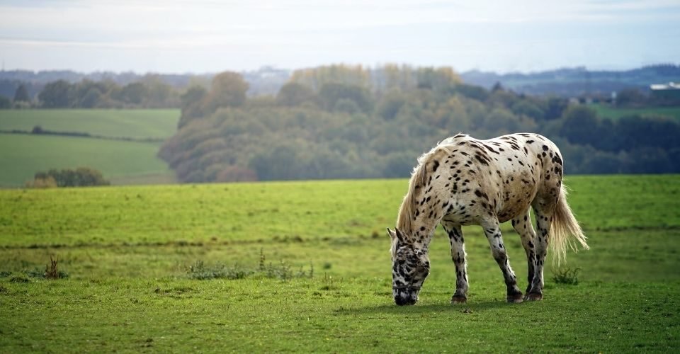 Names for spotted horses