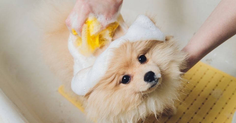 Oatmeal Dog Shampoos
