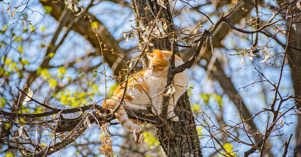 Orange Tabby Cat Perched on a High Branch on a Largely Leafless Tree