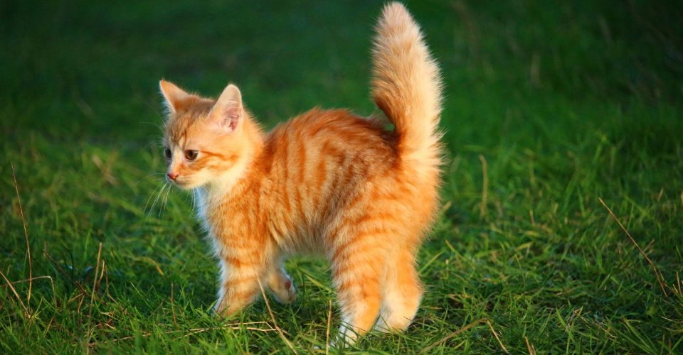 Orange Tabby Cat with Puffed-Up Tail Staring At Something
