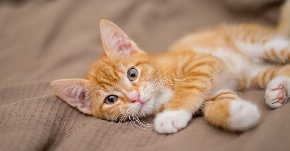 78+ Orange tabby cat temperament Cat Images [HD]