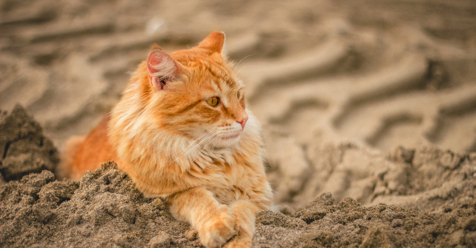 Orange Tabby cat sitting in the sand