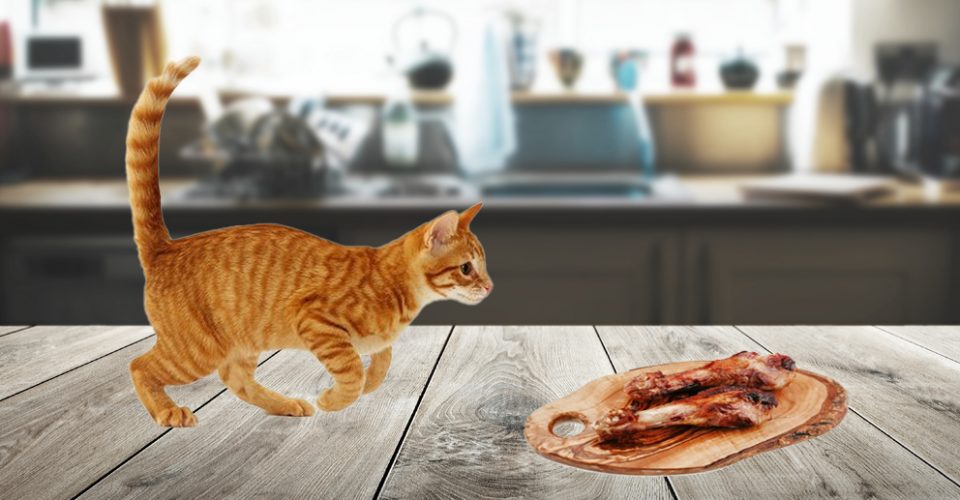 Orange-White Cat Approaching Duck Wings on a Wooden Table Surrounded by Spices