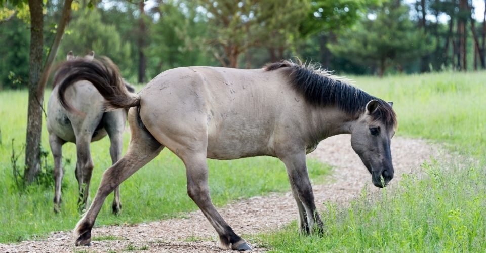 Polish Horse