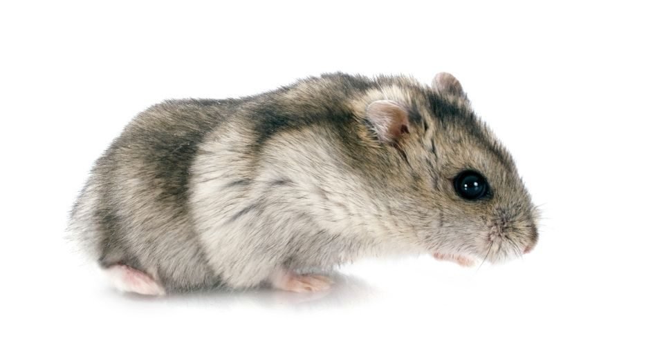 russian dwarf hamster diet